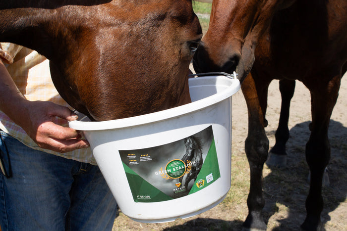 Green Stallion ja Green Canine