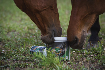 Green Stallion tallilla – hevonen juo elektrolyyttijuomaa