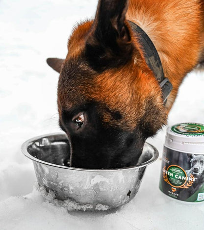 Green Canine käytössä – koira juo elektrolyyttijuomaa mielellään